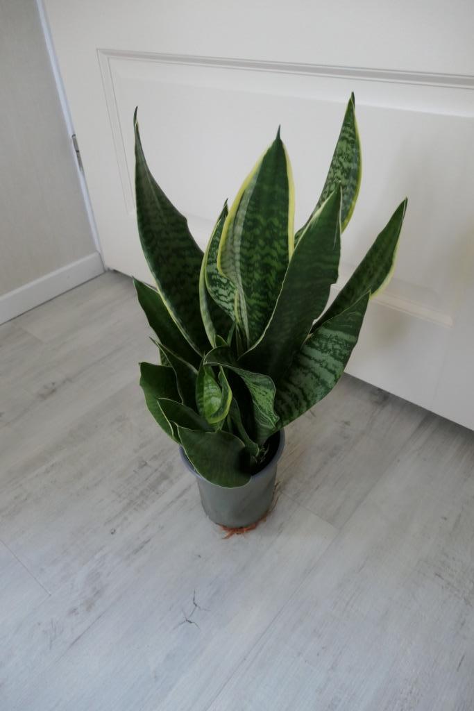 Mooie Sansevieria of Vrouwentong, Huis en Inrichting, Kamerplanten, Minder dan 100 cm, Halfschaduw, Ophalen