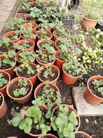Aardbeien planten in 24 cm potten 5 euro per pot., Ophalen of Verzenden, Zomer, Volle zon