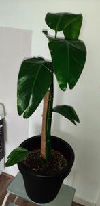 Strelitzia paradijsvogel plant, Ophalen, 100 tot 150 cm, Overige soorten, Halfschaduw