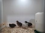 Chinese dwergkwartels (omschrijving), Dieren en Toebehoren, Vogels | Overige Vogels, Mannelijk, Tropenvogel