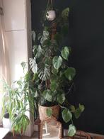 Grote Monstera met mosstok, Huis en Inrichting, Kamerplanten, Ophalen, Overige soorten, Halfschaduw, In pot