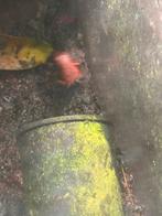Oophaga pumilio bri bri, Amfibie