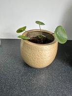 Goudkleurige bloempot met pannenkoekplant, Ophalen of Verzenden, Overige soorten, Minder dan 100 cm