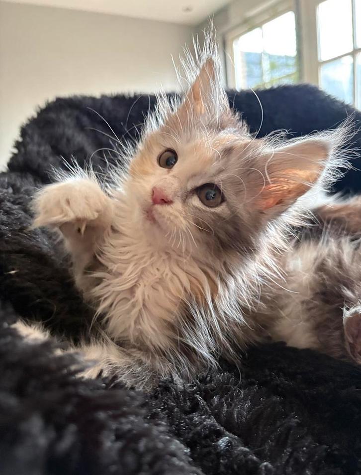 Maine coon kittens met stamboom., Dieren en Toebehoren, Katten en Kittens | Raskatten | Langhaar, Meerdere dieren, 0 tot 2 jaar