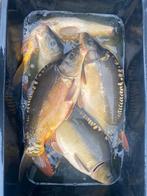 Spiegelkarper van duits/hongaars ras 2.5 tot 4kg, Karper of Koi
