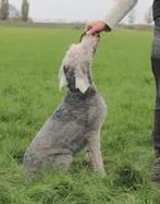 PRACHTIGE ZILVER GRIJZE REU CASPER X KONINGSPOEDEL IN NL, Rabiës (hondsdolheid), 15 weken tot 1 jaar, Reu, Eén hond