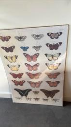 Poster van Vlinders - Ikea 70 x 100 cm, Ophalen of Verzenden, Zo goed als nieuw, A1 t/m A3