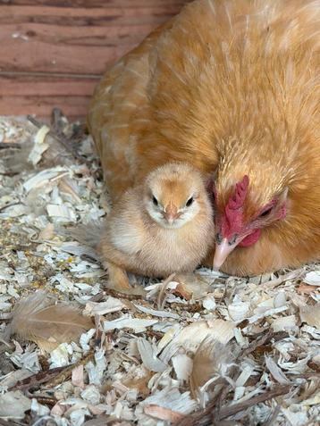 2 Cochin kriel buff kuikens beschikbaar voor biedingen