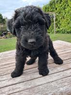 Bouvier pups, Bouvier, CDV (hondenziekte), 8 tot 15 weken, Meerdere
