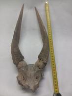 Schedel met hoorns - Bok, Ophalen of Verzenden