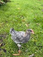 Marans haantje, Dieren en Toebehoren, Pluimvee, Mannelijk, Kip