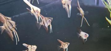 Verschillende soorten jonge maanvissen beschikbaar voor biedingen