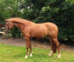 Hele fijne 5 jarige sport dressuur vosruin, Dieren en Toebehoren, Paarden, Gechipt, Ruin, Dressuurpaard, L