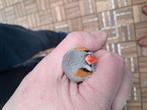 Tekoop zebravinken man 2x, Dieren en Toebehoren, Vogels | Overige Vogels, Mannelijk