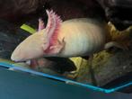 Axolotl (goud) volwassen vrouw, Dieren en Toebehoren, Amfibie, Tam, 0 tot 2 jaar