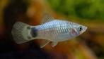 Blauwe Mickey Mouse-platy, Xiphophorus maculatus, Dieren en Toebehoren, Vis, Zoetwatervis