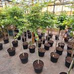 Japanse esdoorn | Acer, Tuin en Terras, Planten | Tuinplanten, Ophalen, Bloeit niet, Vaste plant, Halfschaduw