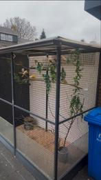 Gezonde kanarie s te koop 15 stuks, Dieren en Toebehoren, Mannelijk, Kleurkanarie