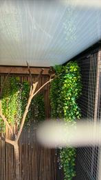 Koppel zwartborstlijsters, Dieren en Toebehoren, Meerdere dieren, Geringd