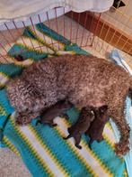 Toy poedel 2 chocolade bruin reutjes, Dieren en Toebehoren, Honden | Chihuahua's en Gezelschapshonden, Poedel, Reu, Meerdere, Nederland