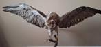 Mooie buizerd op stam., Ophalen, Gebruikt, Vogel, Opgezet dier