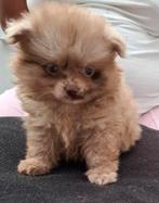 Prachtige gezonde Pomchi pups merle en choco kleur, Dieren en Toebehoren, Honden | Chihuahua's en Gezelschapshonden, Overige rassen