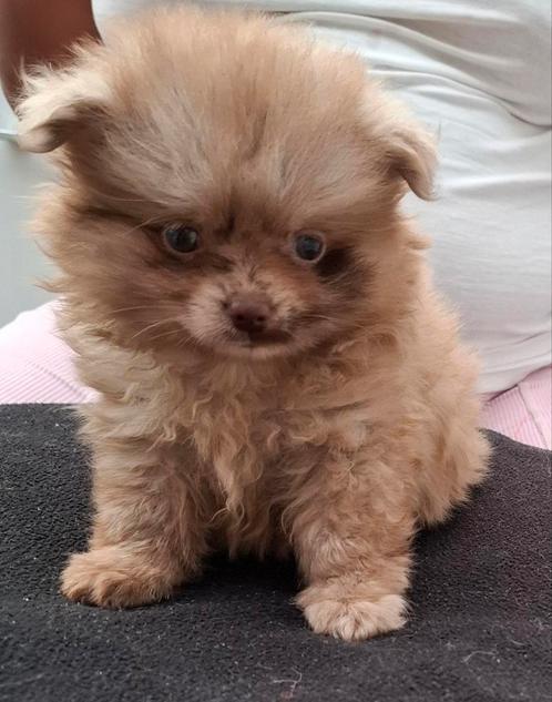 Prachtige gezonde Pomchi pups merle en choco kleur, Dieren en Toebehoren, Honden | Chihuahua's en Gezelschapshonden, Meerdere dieren
