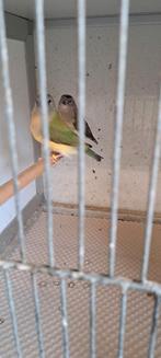 Gouldamadine poppen, Dieren en Toebehoren, Vogels | Overige Vogels, Vrouwelijk, Geringd