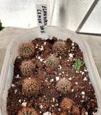 Cactus  echinonopsis  gele bloem, Ophalen of Verzenden, Volle zon, Overige soorten, Minder dan 100 cm