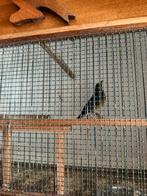 Te koop damalijster man van 2025, Dieren en Toebehoren, Mannelijk