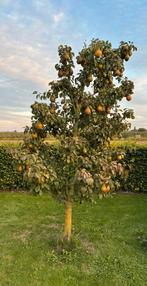 Winterrietpeer boom / Stoofpeer - Af te halen!, Tuin en Terras, Ophalen, Lente, Volle zon, Perenboom