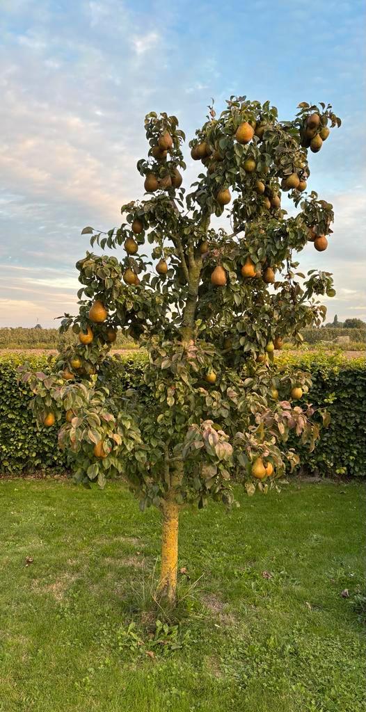 Winterrietpeer boom / Stoofpeer - Af te halen!, Tuin en Terras, Planten | Fruitbomen, Perenboom, 100 tot 250 cm, Volle zon, Lente