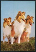 Schotse herdershond , Collie, Verzamelen, Ansichtkaarten | Dieren, 1960 tot 1980, Ongelopen, Ophalen of Verzenden, Hond of Kat