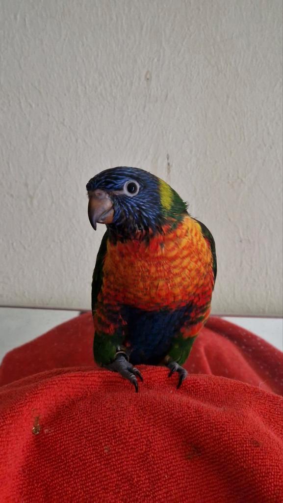 Lori van de blauwe bergen 3 super Tam jongen, Dieren en Toebehoren, Vogels | Parkieten en Papegaaien, Papegaai, Meerdere dieren