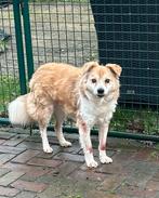 Ranger, klein middelmaatje reu gecastreerd 10 jaar, Dieren en Toebehoren, 6 jaar of ouder, Reu, Eén hond, Middel