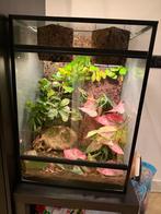 terrarium  50,5 breed  40,5 diep  71 hoog, Dieren en Toebehoren, Reptielen en Amfibieën | Toebehoren, Ophalen, Zo goed als nieuw