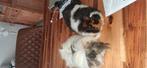 Twee lieve cavia's man, Augustus, Mannelijk, Cavia