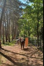 24/7 buitenstalling/paddock paradise Zundert, Dieren en Toebehoren, Stalling en Weidegang