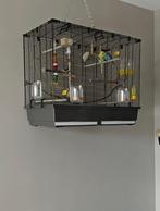 2 regenboog parkieten incl kooi en toebehoren, Mannelijk, Parkiet