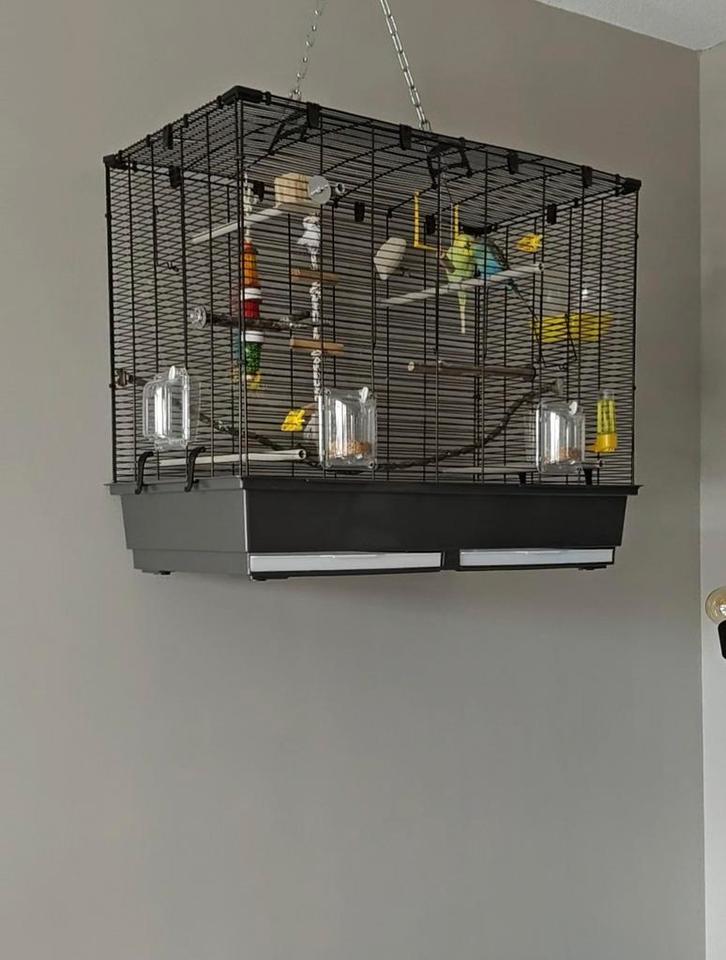 2 regenboog parkieten incl kooi en toebehoren, Dieren en Toebehoren, Vogels | Parkieten en Papegaaien, Parkiet, Mannelijk