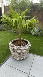 Palmbomen, Tuin en Terras, Planten | Tuinplanten, Ophalen, Zomer, Overige soorten, Volle zon