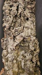 Aquarium/terrarium spullen, Dieren en Toebehoren, Reptielen en Amfibieën | Toebehoren, Ophalen of Verzenden, Nieuw, Tak, Plant, Rots of Steen