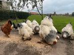 Koppel brahma kippen, Dieren en Toebehoren, Pluimvee, Meerdere dieren, Kip