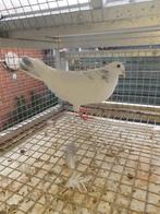 7 jonge Haagse tilduiven KROPPERS, Meerdere dieren, Kropper