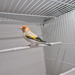 Witkop agaat eumo putter man 2025, Dieren en Toebehoren, Mannelijk, Wildzangvogel