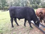 Angus 2x stier, Meerdere dieren