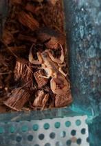 Tityus stigmurus te koop, Dieren en Toebehoren