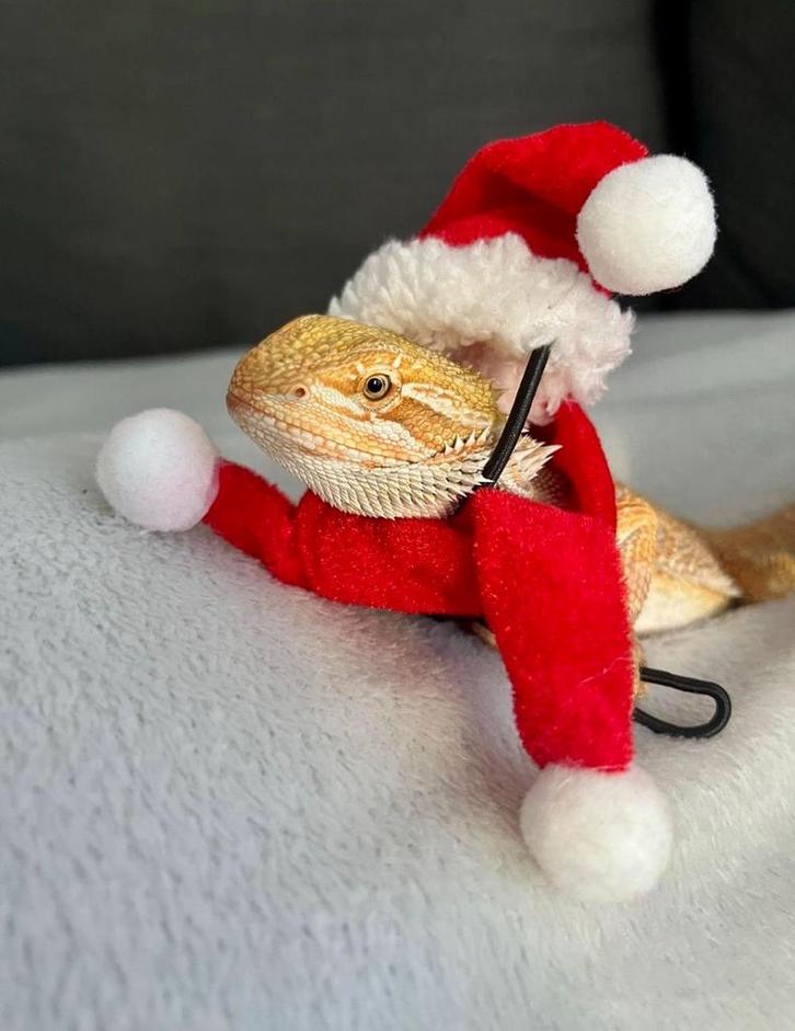 Baardagame, Dieren en Toebehoren, Reptielen en Amfibieën | Toebehoren, Zo goed als nieuw, Ophalen
