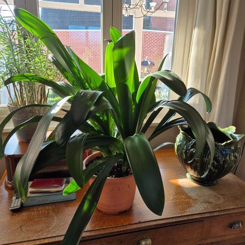Grote difenbachia in binnenpot 29x22, ca 83 cm hoog, Huis en Inrichting, Kamerplanten, Overige soorten, Minder dan 100 cm, Bloeiende kamerplant