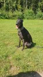 Gouden mand gezocht voor Giulia, Dieren en Toebehoren, Honden | Windhonden, Whippet, Teef, Eén hond, 3 tot 5 jaar